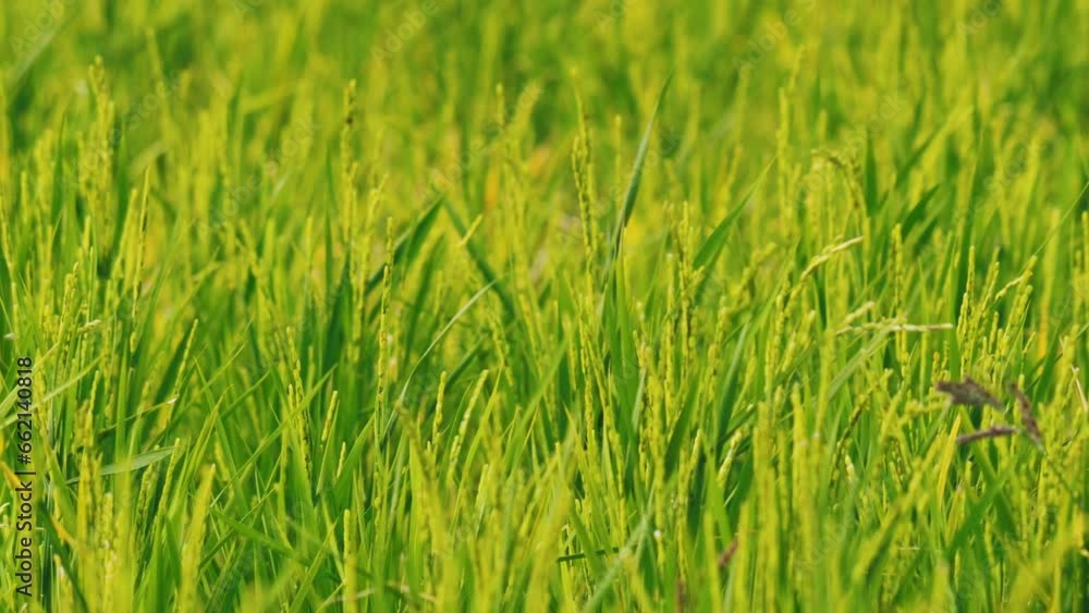 Ears of rice plants swaying in wind in a paddy field in autumn or fall, Agriculture or cultivate, Nobody Ears of rice plants swaying in wind in a paddy field in autumn or fall, Agriculture or cultivate, Nobody