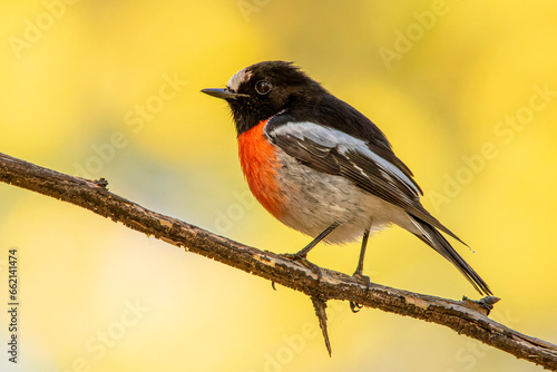 Male Scarlet Robin (Petroica boodang), Woodlands Historic Park