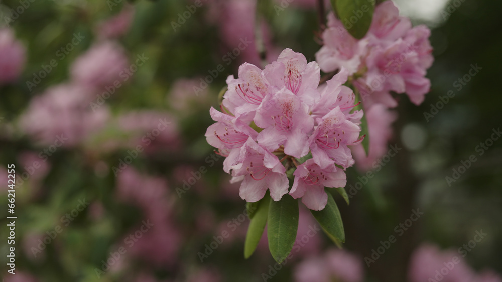 Fototapeta premium pink azalea flowers in a garden