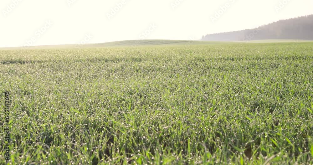 dew drops on the stems of young green wheat in autumn, winter wheat in September in the field dew drops on the stems of young green wheat in autumn, winter wheat in September in the field