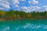 秋の始まりの白樺と青い池