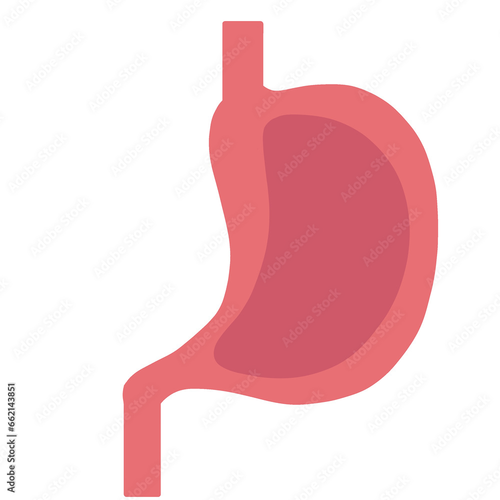 Stomach icon and stomach illustration Stomach icon and stomach illustration
