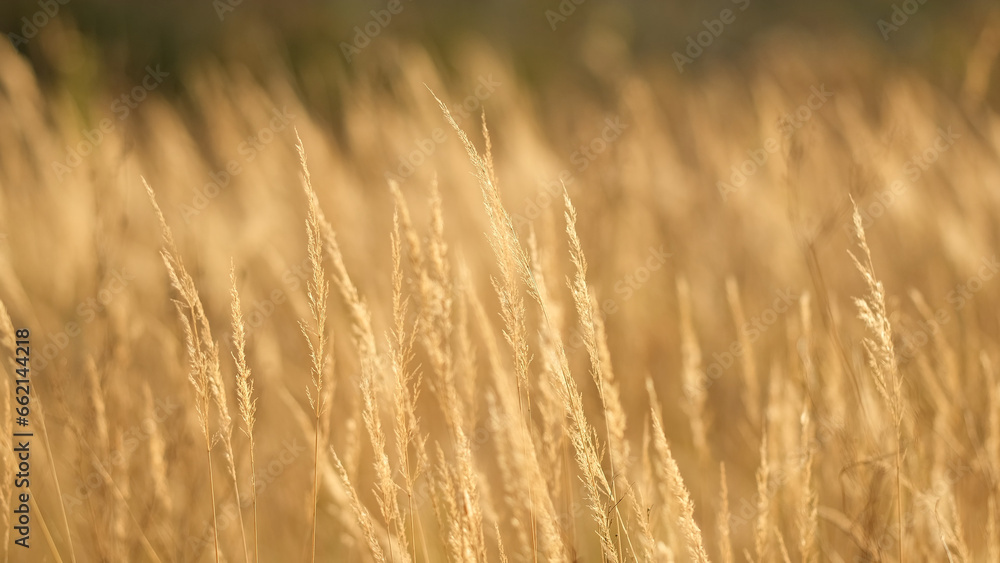 Fototapeta premium Dry grass field in autumn. Yellow grass sways in the wind. Wild grass field