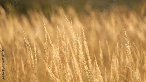 Dry grass field in autumn. Yellow grass sways in the wind. Wild grass field
