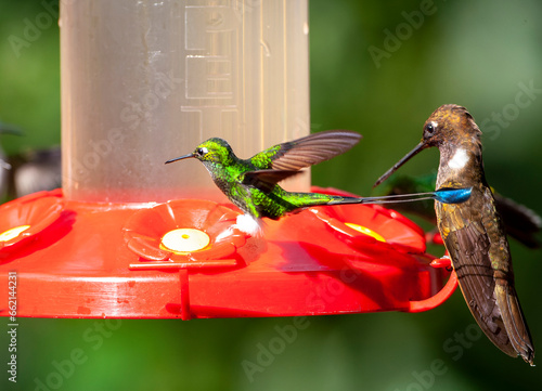 White-booted Racket-tail, Ocreatus underwoodii melanantherus photo