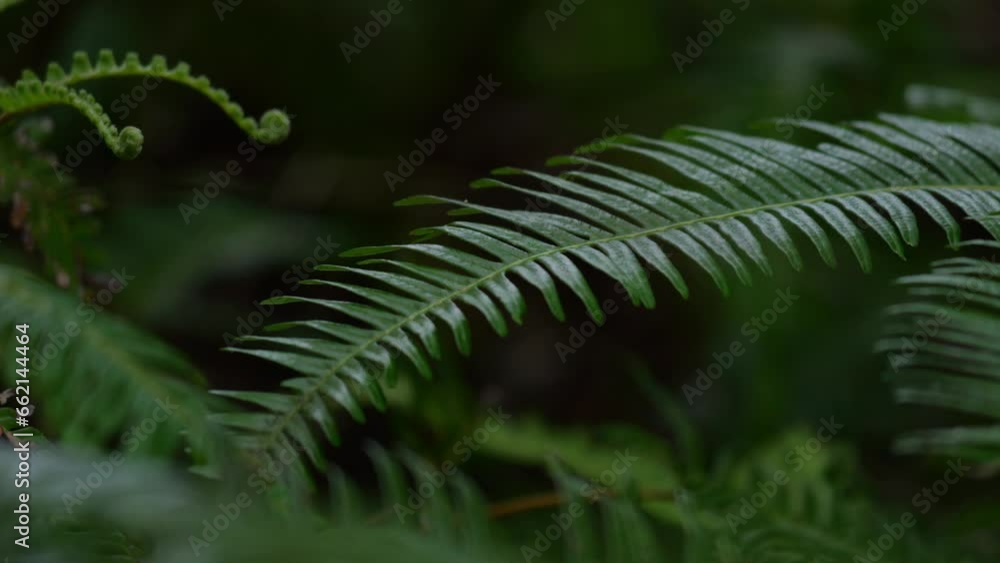 close up of the fern leaf in the forest close up of the fern leaf in the forest