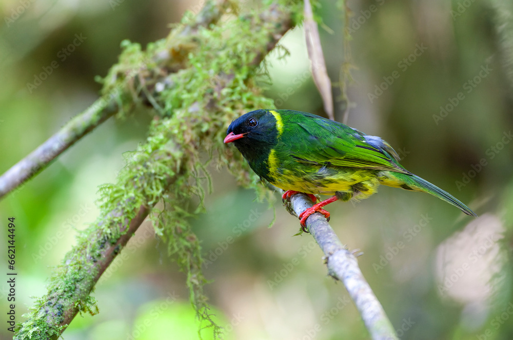 Green-and-black Fruiteater, Pipreola riefferii Green-and-black Fruiteater, Pipreola riefferii