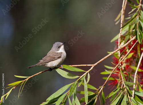 Lesser Whitethroat, Curruca curruca
