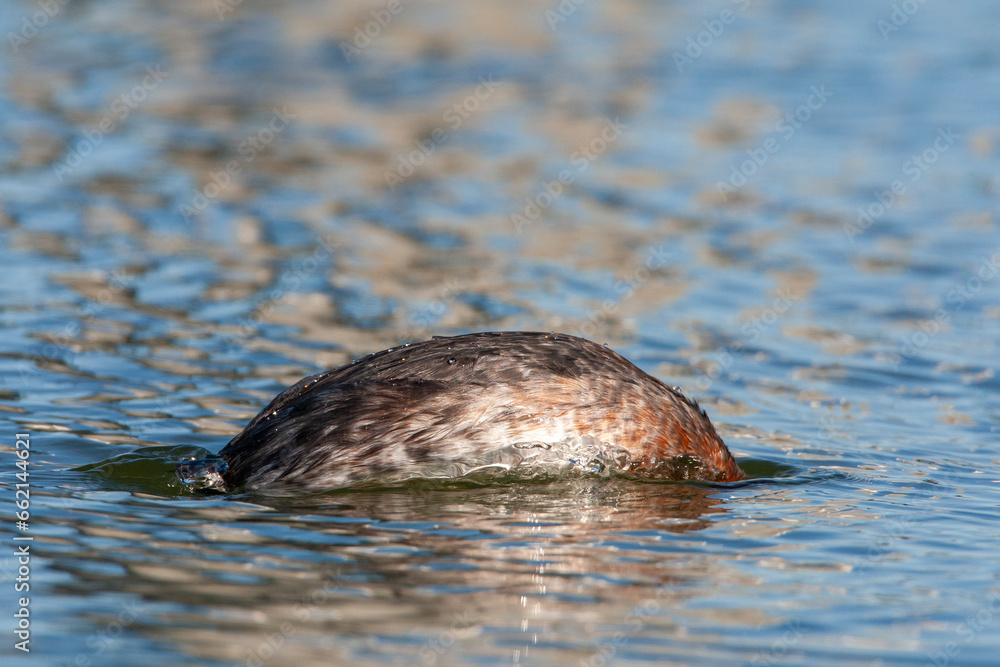 Fototapeta premium Red-necked Grebe, Podiceps grisegena