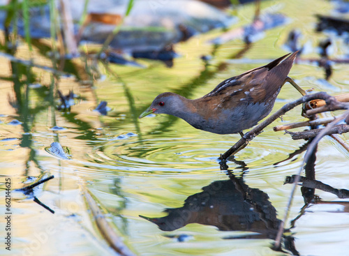 Little Crake, Zapornia parva photo