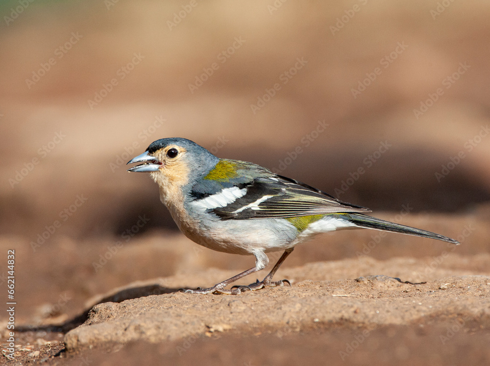 Obraz premium Madeira Chaffinch, Fringilla coelebs maderensis