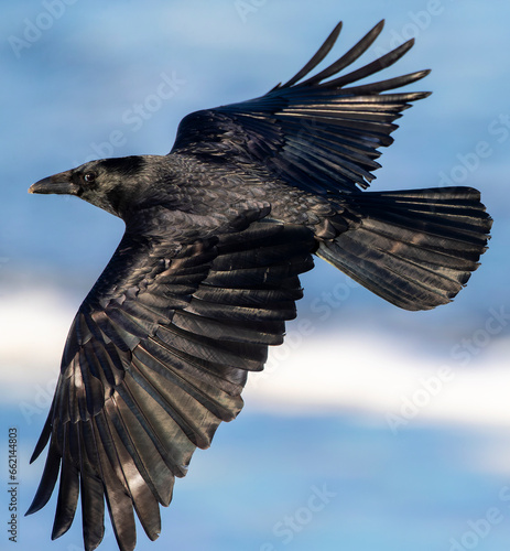 Carrion Crow, Corvus corone