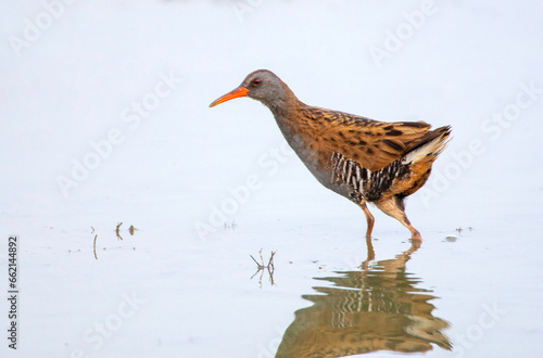 Water Rail, Rallus aquaticus