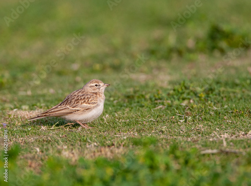 Wallpaper Mural Greater Short-toed Lark, Calandrella brachydactyla Torontodigital.ca