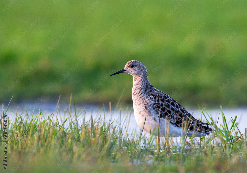 Ruff, Philomachus pugnax Ruff, Philomachus pugnax