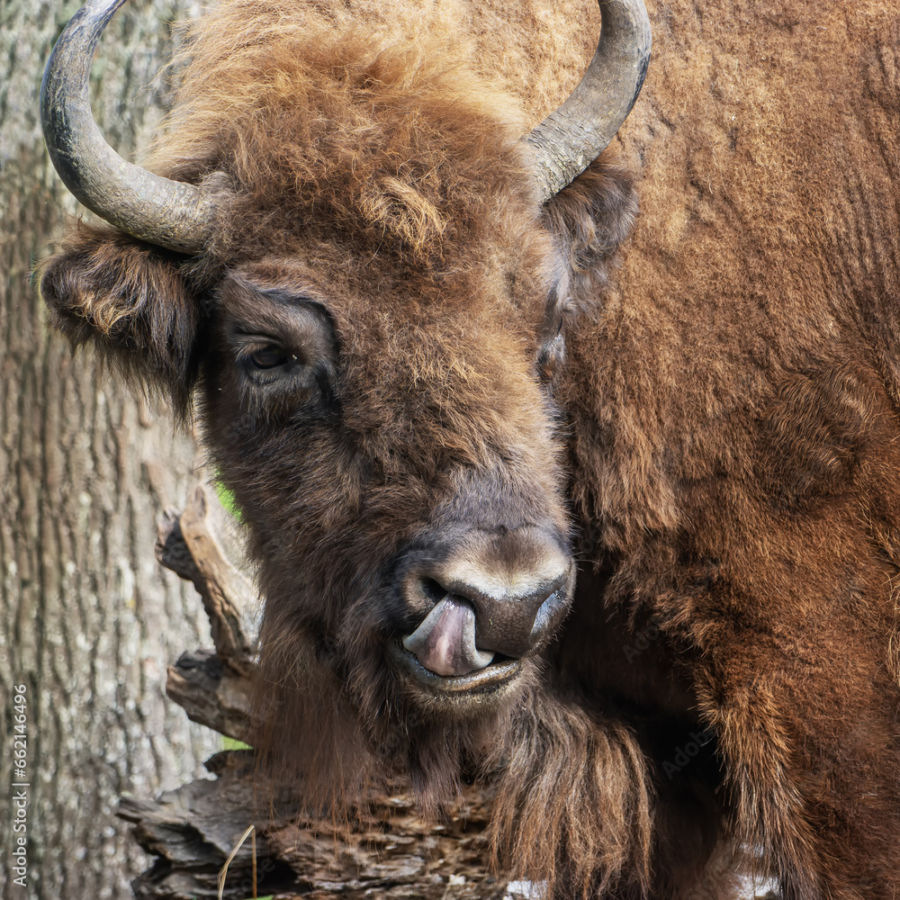 European bison - Bison bonasus a large adult bison licks European bison - Bison bonasus a large adult bison licks