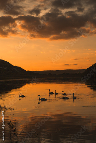 Mute swans swimming in a lake at sunset. Beautiful nature background. 