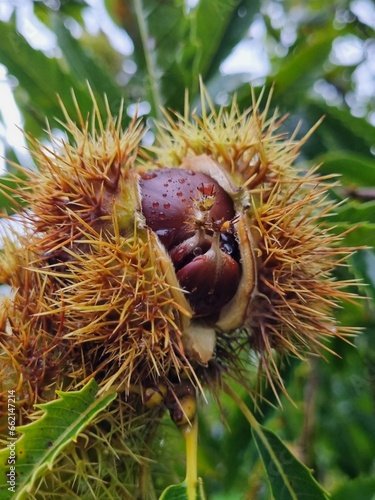 Wallpaper Mural Close-up of a sweet chestnut breaking open Torontodigital.ca