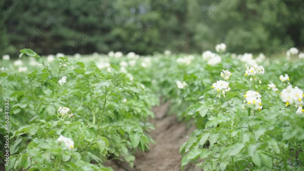 potato field flowering. Cultivation of solanaceous crops. close-up, selective focus High quality FullHD footage potato field flowering. Cultivation of solanaceous crops. close-up, selective focus High quality FullHD footage