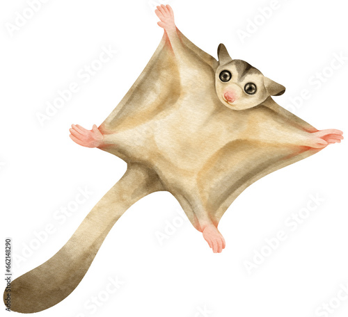 Flying squirrel Cute animal watercolor illustration photo