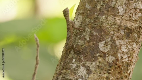 Draco lizard looking at camera proudly showing its colourful throat flap in asia photo