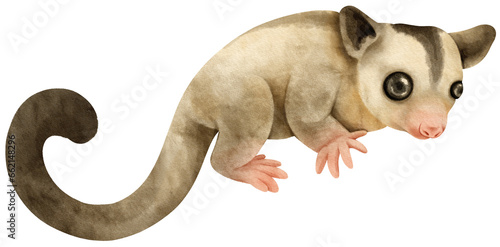 Photography Flying squirrel Cute animal watercolor illustration