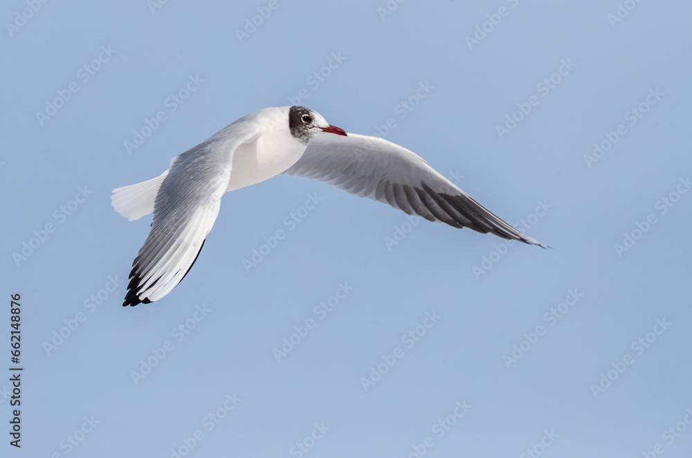 Common Black-headed Gull, Croicocephalus ridibundus Common Black-headed Gull, Croicocephalus ridibundus