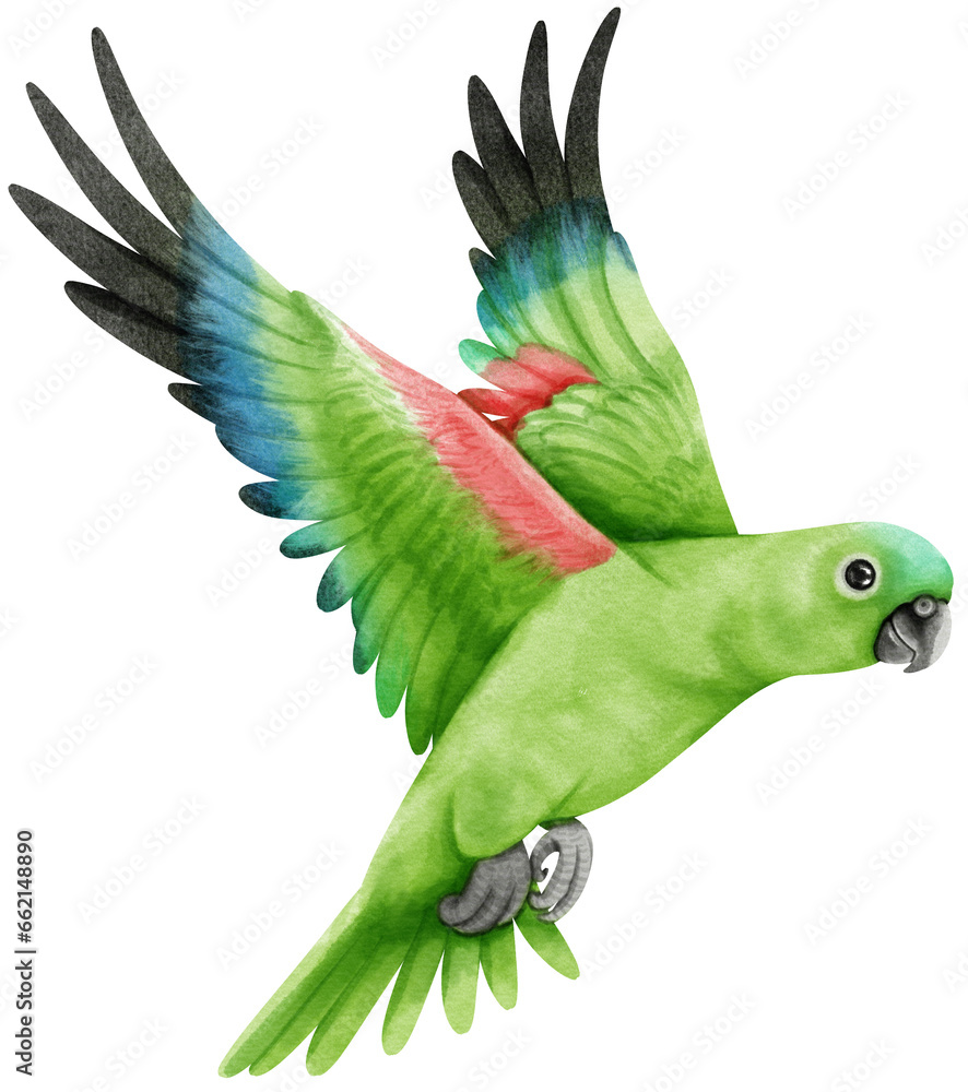 Amazon parrot Bird watercolor illustration