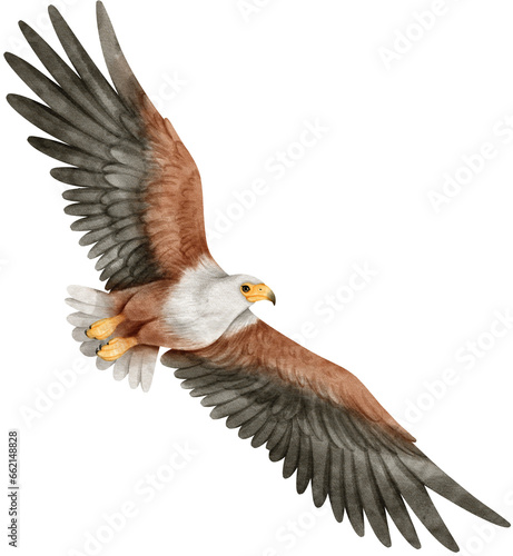 African fish eagle Bird watercolor illustration © b.illustrations