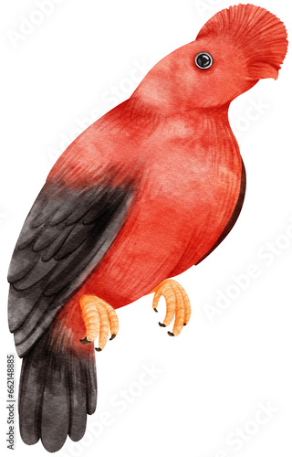 Andean cock of the rock Bird watercolor illustration photo