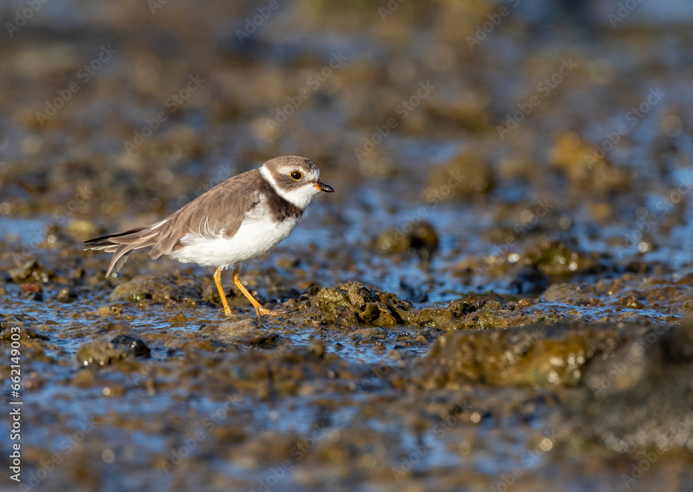 Semipalmated Plover, Charadrius semipalmatus Semipalmated Plover, Charadrius semipalmatus