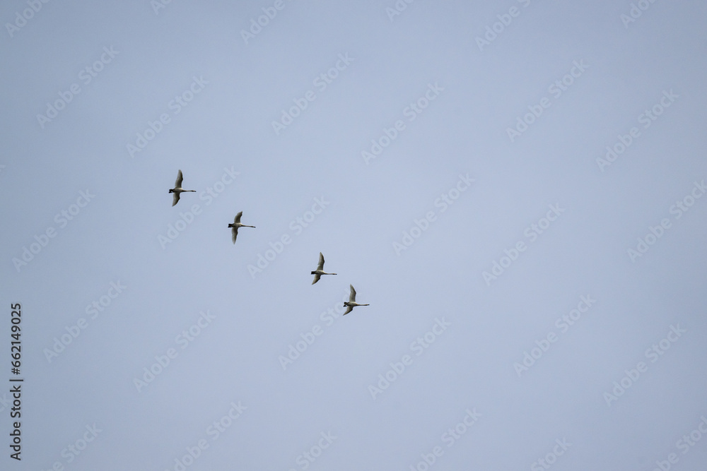 a flock of geese flying in the sky a flock of geese flying in the sky