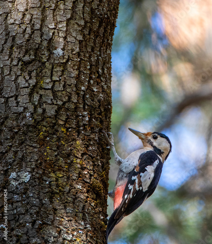 Syrian Woodpecker, Dendrocopos syriacus