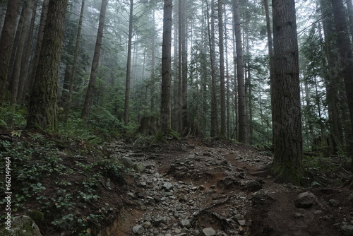 Natural variety found in a dark and foggy forest, in West Canada.  Shot during a hike.