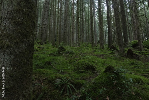 Natural variety found in a dark and foggy forest  in West Canada.  Shot during a hike.