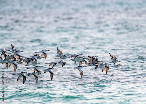 Crab Plover, Dromas ardeola photo