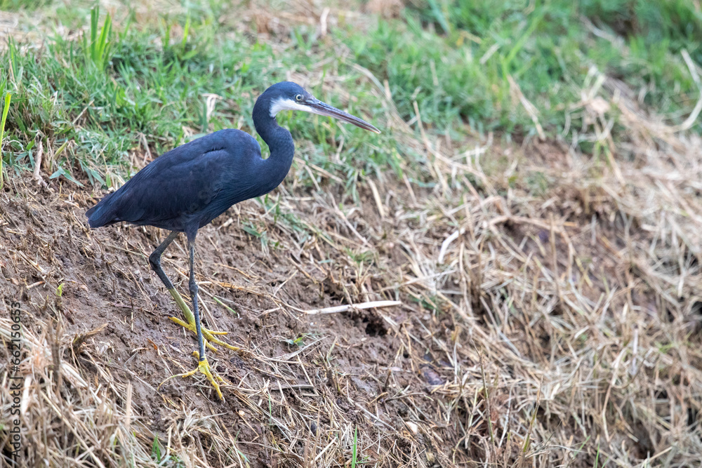 Fototapeta premium Western Reef Heron, Egretta gularis