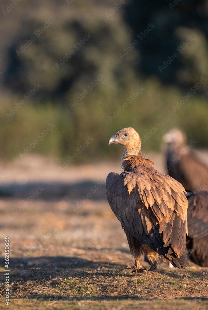 Fototapeta premium Griffon Vulture, Gyps fulvus