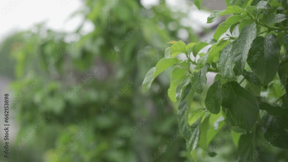 Water droplets fixed on the green leaves Rainy day in the tropical forest Rain falls on the trees, leaves rain according to the season. Water droplets fixed on the green leaves Rainy day in the tropical forest Rain falls on the trees, leaves rain according to the season.
