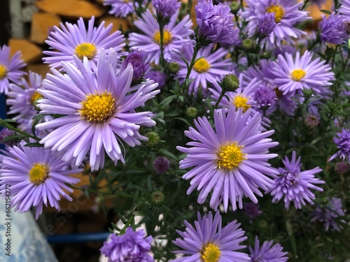 asters beautiful autumn flowers  many flowers  close up