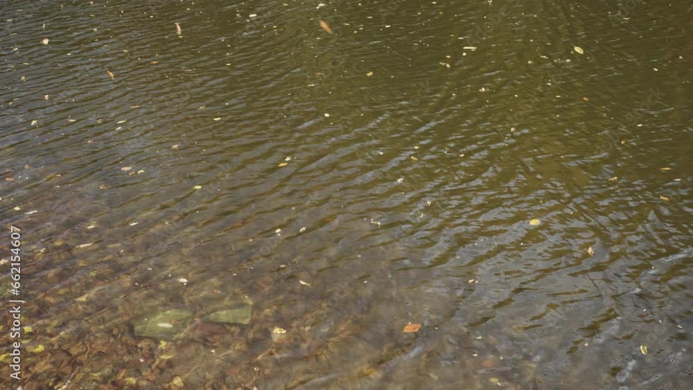 Slow motion autumn leaves falling on water surface of a lake Slow motion autumn leaves falling on water surface of a lake