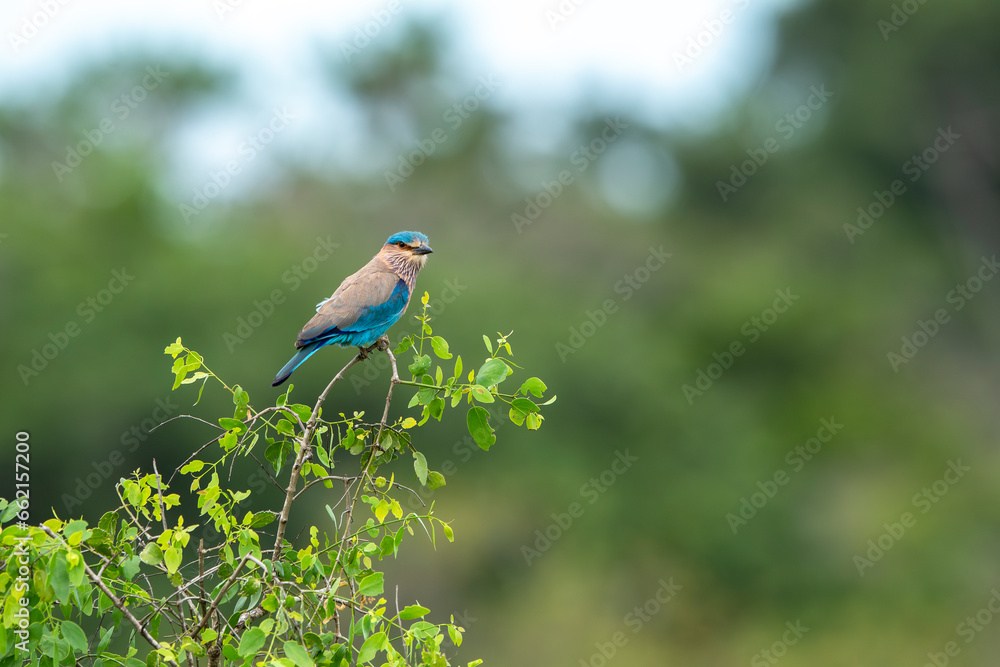 The Indian roller is a bird of the family Coraciidae, the rollers