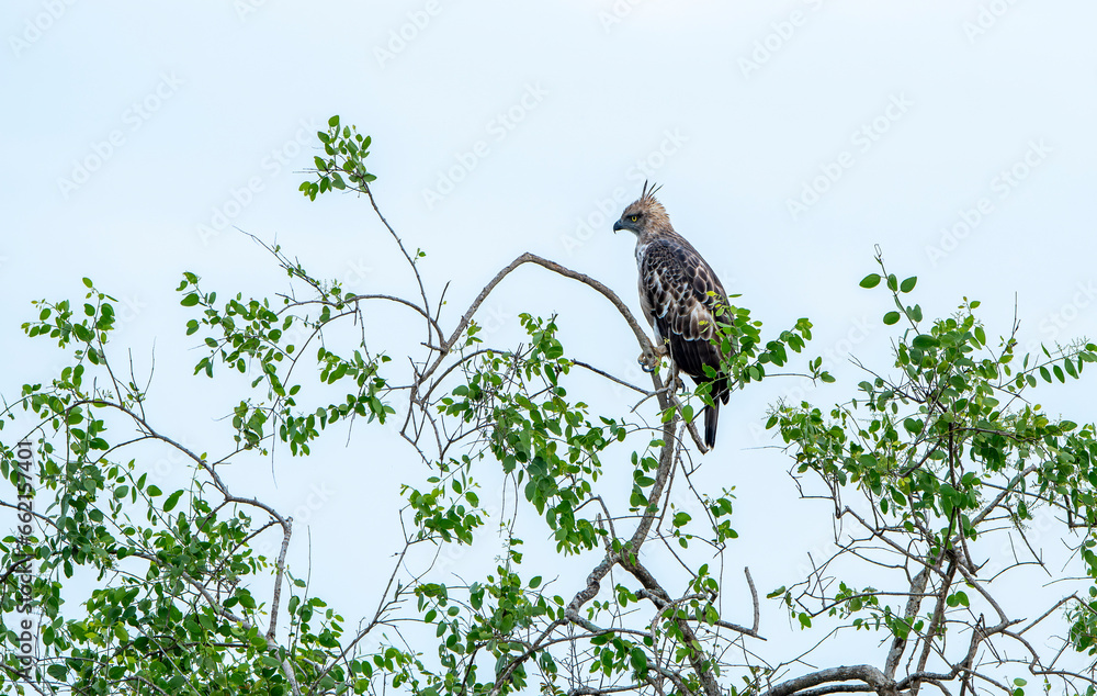 Changeable hawk-eagle or crested hawk-eagle (Nisaetus cirrhatus) is a bird of prey species of the family Accipitridae. Breed in the Indian subcontinent, mainly in India and Sri Lanka. Changeable hawk-eagle or crested hawk-eagle (Nisaetus cirrhatus) is a bird of prey species of the family Accipitridae. Breed in the Indian subcontinent, mainly in India and Sri Lanka.