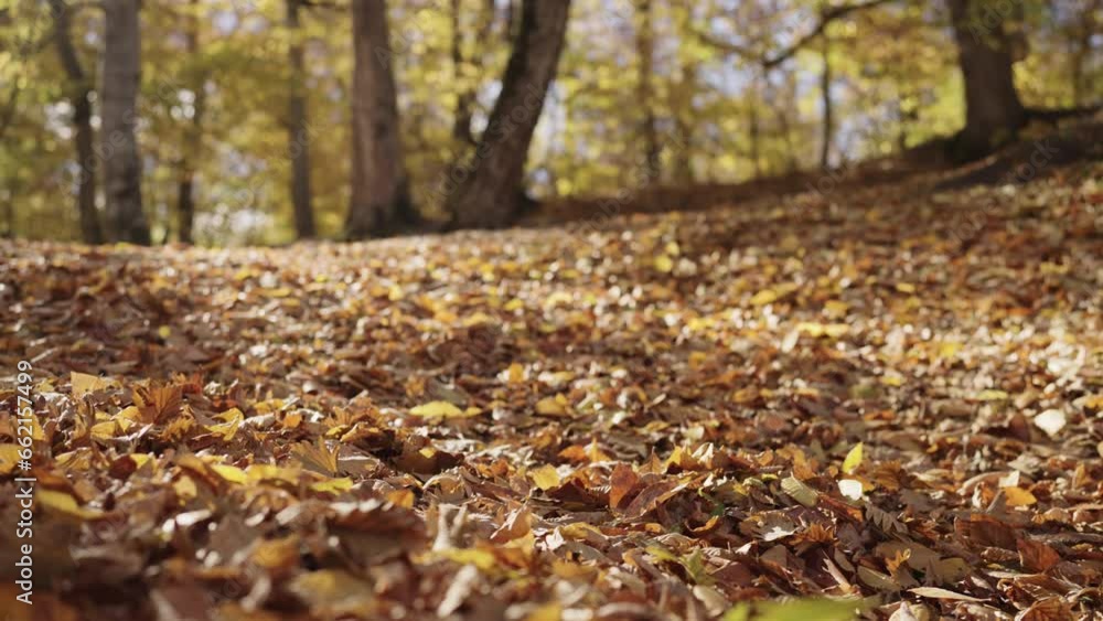 Slow motion fallen autumn leaves on a ground in forest Slow motion fallen autumn leaves on a ground in forest