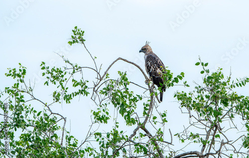 Changeable hawk-eagle or crested hawk-eagle (Nisaetus cirrhatus) is a bird of prey species of the family Accipitridae. Breed in the Indian subcontinent, mainly in India and Sri Lanka. photo