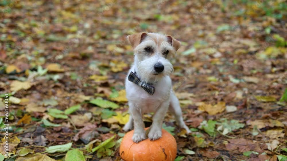 Jack Russell Terrier stands on a pumpkin in a gloomy autumn forest. Dog on yellow leaves. Halloween holiday concept.
