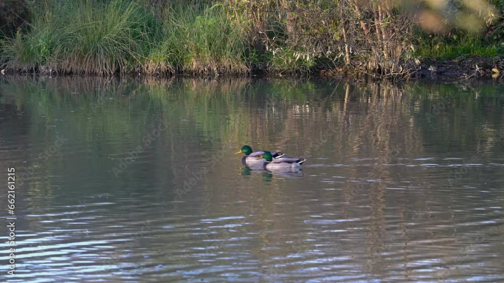 Mallard, Wild Duck in natural ambient, male (Anas platyrhynchos) - (4K) Mallard, Wild Duck in natural ambient, male (Anas platyrhynchos) - (4K)