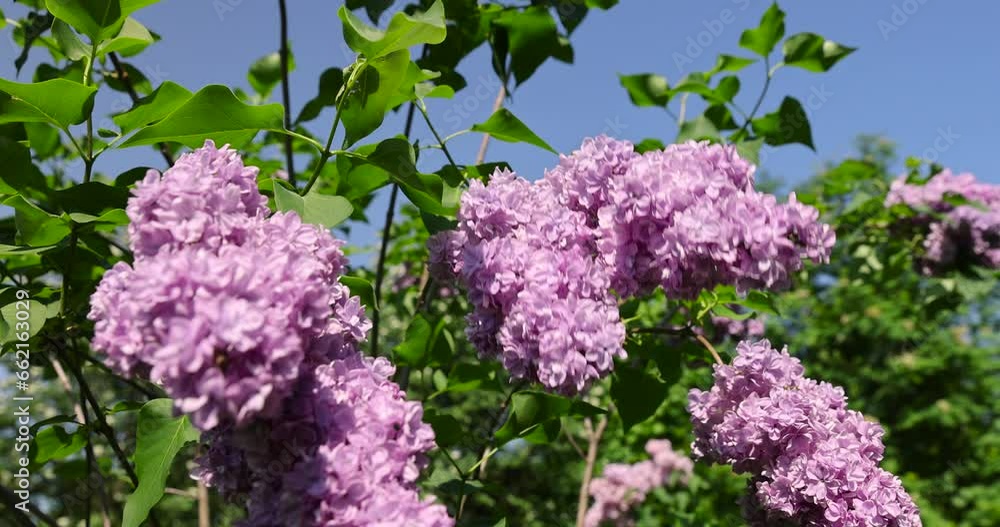 lilac trees during spring flowering , lilac flowers during flowering in spring park lilac trees during spring flowering , lilac flowers during flowering in spring park