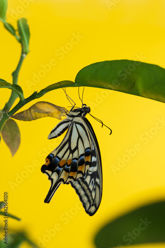 アゲハ　羽化　黄色背景紙