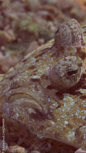 Vertical video, Portrait of Leopard flounder or Panther flounder (Bothus pantherinus) lies on sandy bottom on bright sun glare, top view, front side, slow motion photo